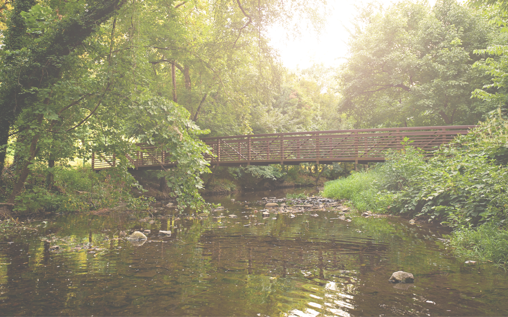 A bridge over water in the middle of a forest.